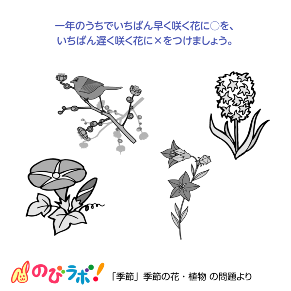 やってみよう「季節の花・植物」の問題12